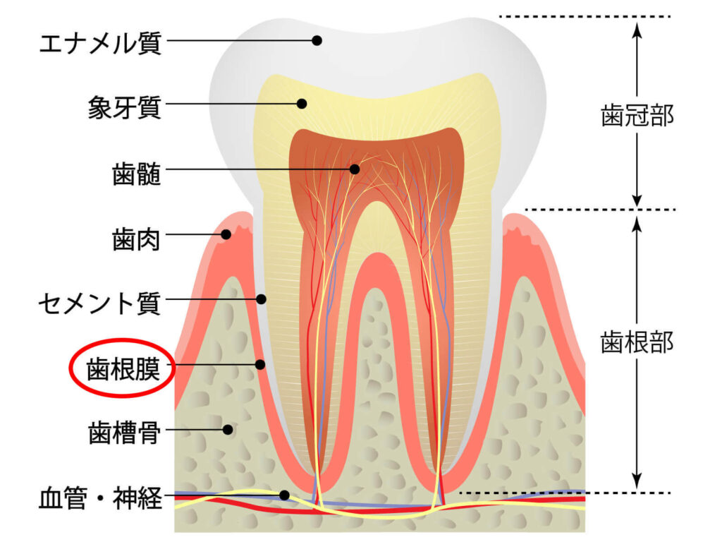 歯根膜