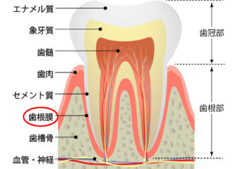 歯根膜